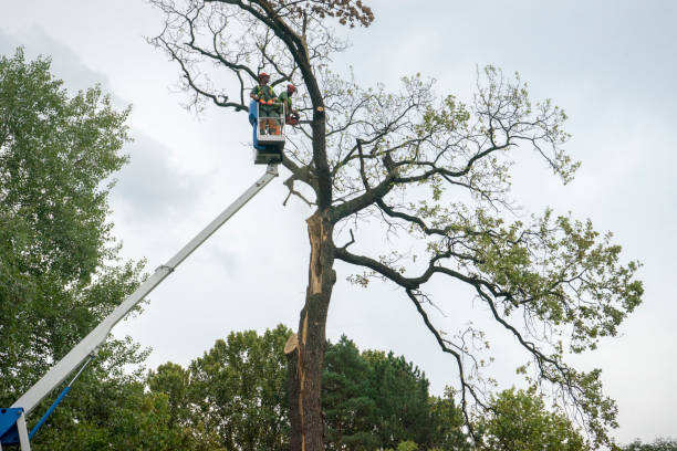 Best Tree Trimming and Pruning  in Whiskey Creek, FL