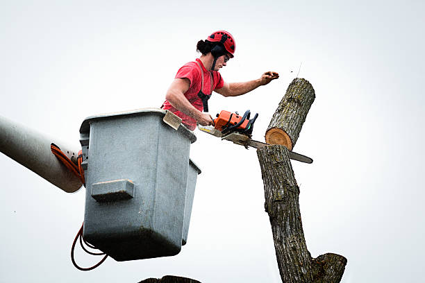 How Our Tree Care Process Works  in  Whiskey Creek, FL